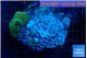 Discosoma green & blue spot 1 polyp WYSIWYG acclimaté