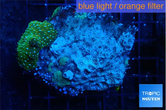 Discosoma green & blue spot 1 polyp WYSIWYG acclimaté