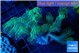 Seriatopora caliendrum neon green 5-7 cm WYSIWYG acclimaté