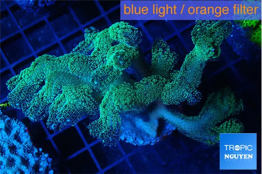 Seriatopora caliendrum neon green 5-7 cm WYSIWYG acclimaté