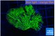 Montipora green 3-5 cm WYSIWYG acclimaté