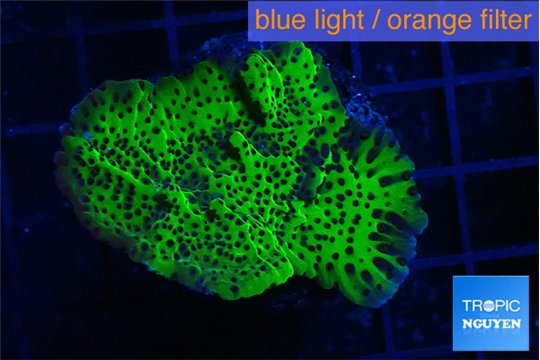 Montipora green 3-5 cm WYSIWYG acclimaté