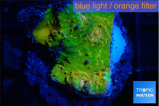 Echinophyllia sugar cookie 2-3 cm WYSIWYG acclimaté