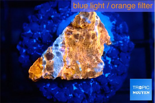 Echinophyllia calypso 1-2 cm WYSIWYG acclimaté