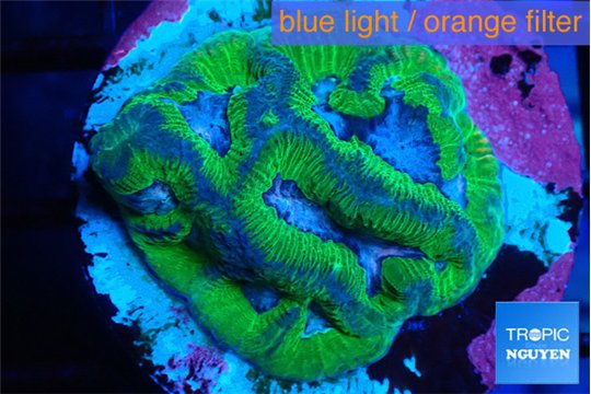 Platygyra ruby 2-4 cm WYSIWYG acclimaté