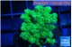 Pocillopora green 3-5 cm WYSIWYG acclimaté