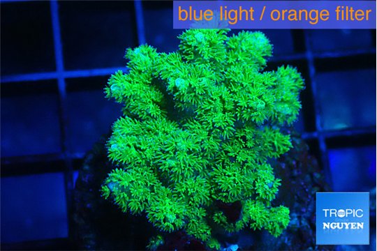 Pocillopora green 3-5 cm WYSIWYG acclimaté