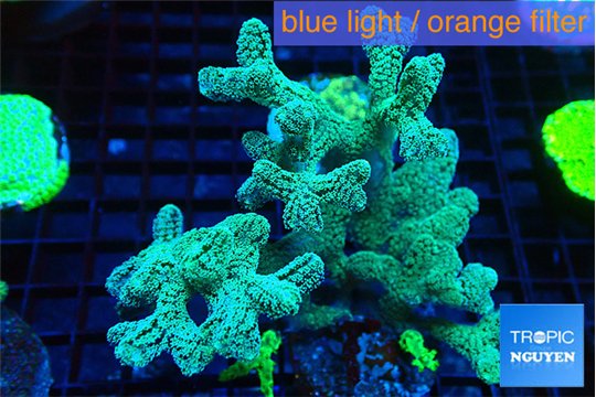 Seriatopora caliendrum neon green 4-7 cm WYSIWYG acclimaté