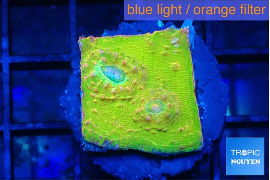 Echinophyllia sugar cookie 1-2 cm WYSIWYG acclimaté