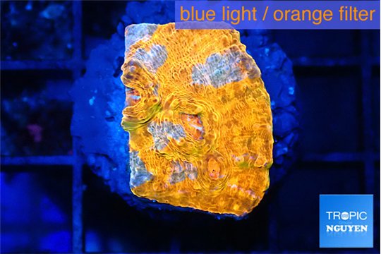 Echinophyllia Crown jewels 2-3 cm WYSIWYG acclimaté