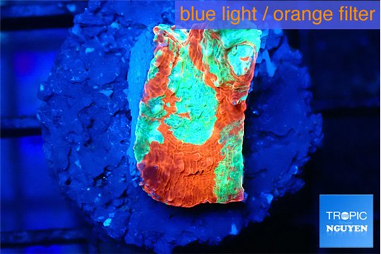 Echinophyllia tropic thunder 1-2 cm WYSIWYG acclimaté