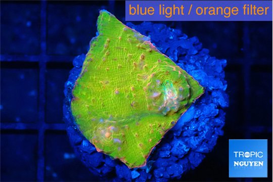 Echinophyllia sugar cookie 1-2 cm WYSIWYG acclimaté