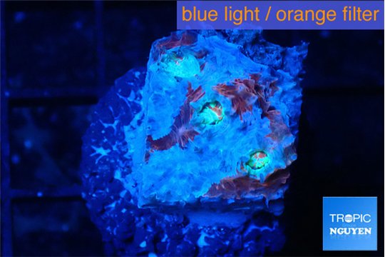 Echinophyllia candy swirl 1-2 cm WYSIWYG acclimaté