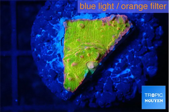 Echinophyllia sugar cookie 1-2 cm WYSIWYG acclimaté