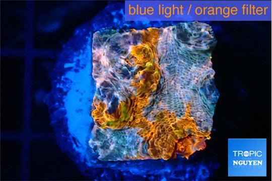 Echinophyllia calypso 1-2 cm WYSIWYG acclimaté