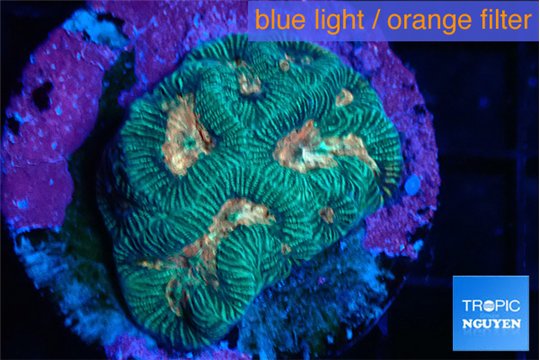 Plagtyyra rainbow 2-3 cm WYSIWYG acclimaté