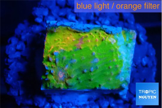 Echinophyllia sugar cookie 1-2 cm WYSIWYG acclimaté