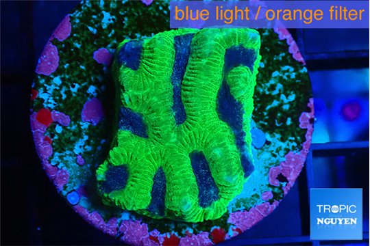 Platygyra brimstone 2-4 cm WYSIWYG acclimaté