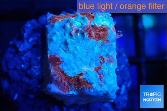 Echinophyllia candy swirl 1-2 cm WYSIWYG acclimaté