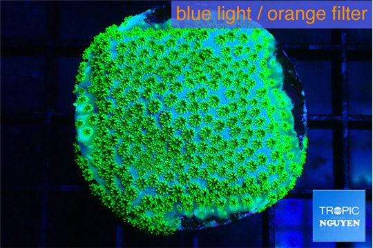 Cyphastea green 2-4 cm WYSIWYG acclimaté