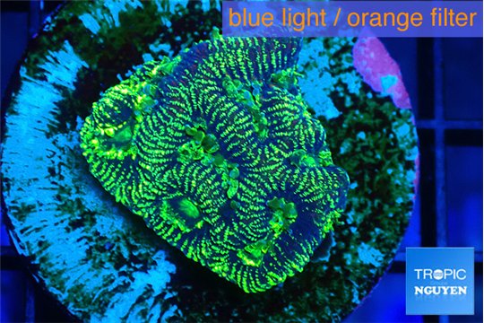 Platygyra hight voltage 2-4 cm WYSIWYG acclimaté