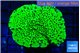 Montipora green 3-4 cm WYSIWYG acclimaté
