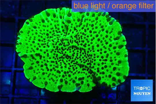 Montipora green 3-4 cm WYSIWYG acclimaté