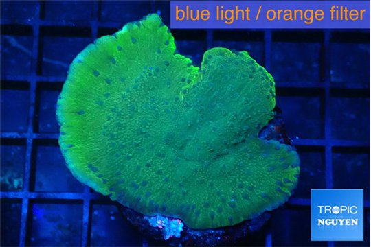 Montipora purple blue polyps 3-4 cm WYSIWYG acclimaté