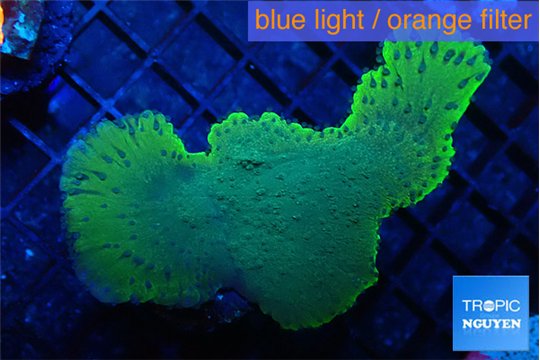 Montipora purple blue polyps 4-6 cm WYSIWYG acclimaté