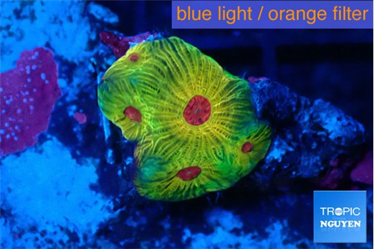 Favia candy corn 1-2 cm WYSIWYG acclimaté