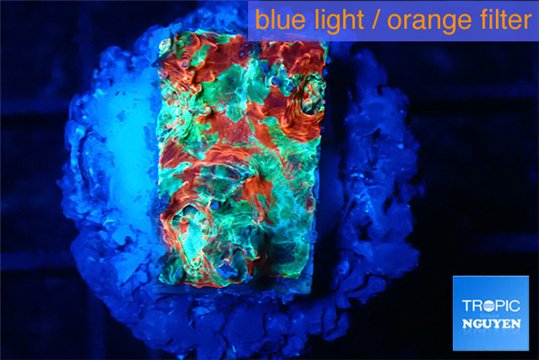 Echinophyllia tropic thunder 1-2 cm WYSIWYG acclimaté