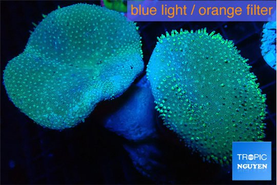 Sarcophyton double body long white polyps 7-12 cm WYSIWYG acclimaté