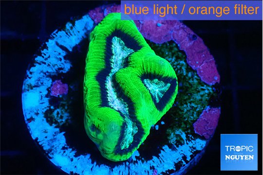 Platygyra zappa 2-3 cm WYSIWYG acclimaté