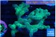 Seriatopora caliendrum neon green 5-7 cm WYSIWYG acclimaté