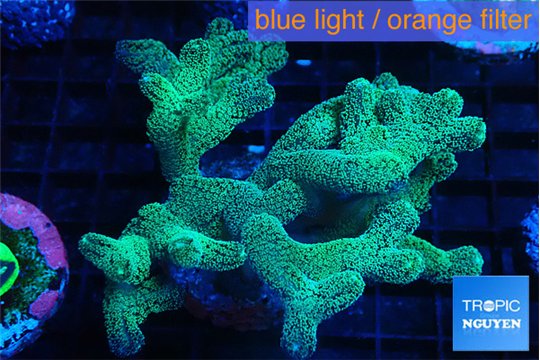 Seriatopora caliendrum neon green 5-7 cm WYSIWYG acclimaté