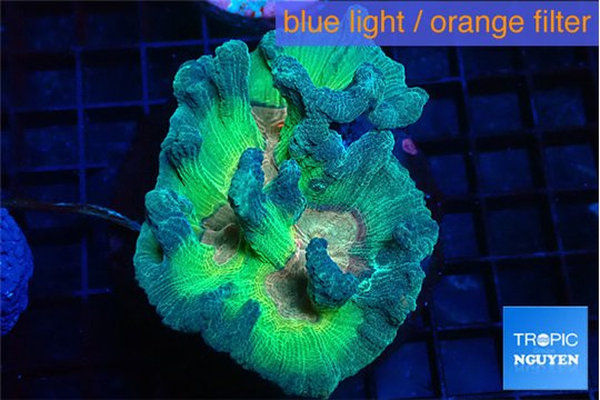 Pectinia rainbow 5-8 cm WYSIWYG acclimaté