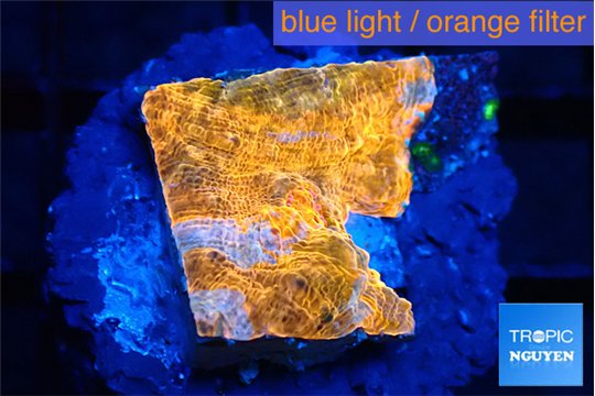 Echinophyllia calypso 1-2 cm WYSIWYG acclimaté
