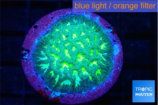 Platygyra sunset 2-4 cm WYSIWYG acclimaté