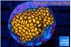 Leptastrea fusion 2-3 cm WYSIWYG acclimaté
