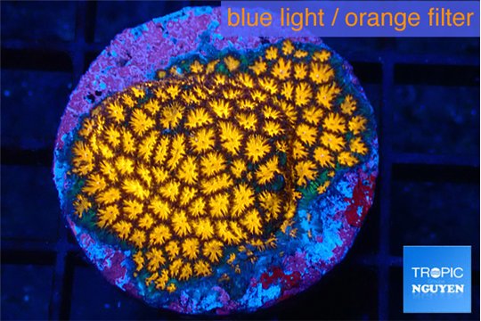 Leptastrea fusion 2-3 cm WYSIWYG acclimaté