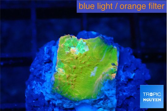 Echinophyllia sugar cookie 1-2 cm WYSIWYG acclimaté