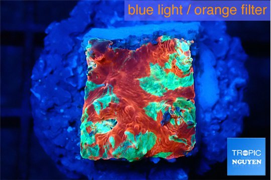 Echinophyllia tropic thunder 1-2 cm WYSIWYG acclimaté