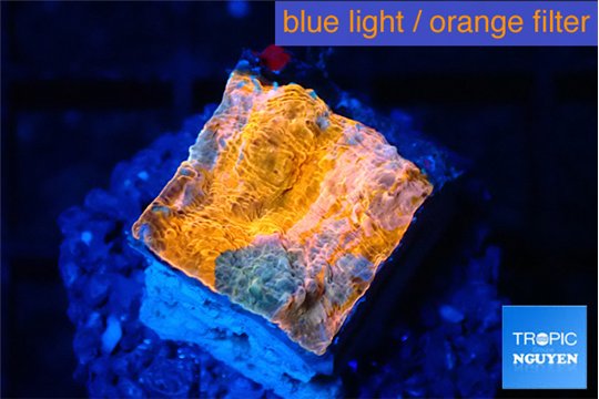 Echinophyllia calypso 2-3 cm WYSIWYG acclimaté