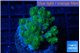 Pocillopora green 3-5 cm WYSIWYG acclimaté