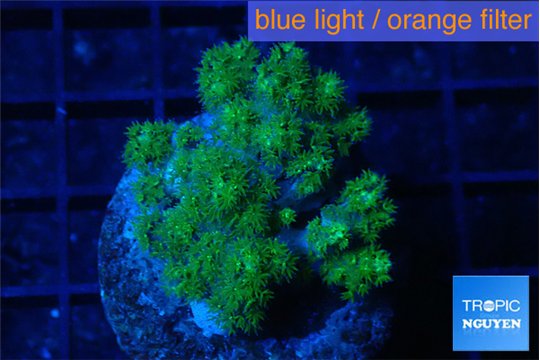 Pocillopora green 3-5 cm WYSIWYG acclimaté