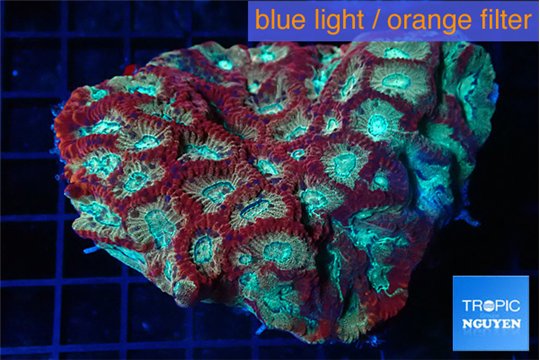 Favia red blue 6-10 cm WYSIWYG acclimaté