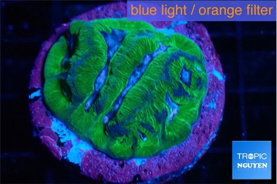 Platygyra ruby 2-4 cm WYSIWYG acclimaté