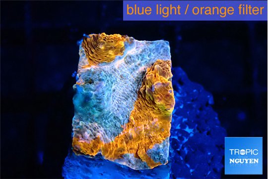 Echinophyllia calypso 1-2 cm WYSIWYG acclimaté