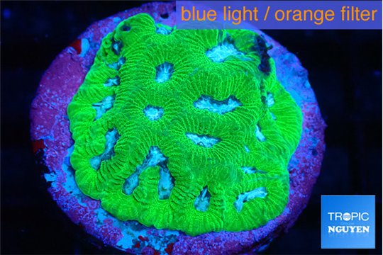 Platygyra brimstone 2-4 cm WYSIWYG acclimaté