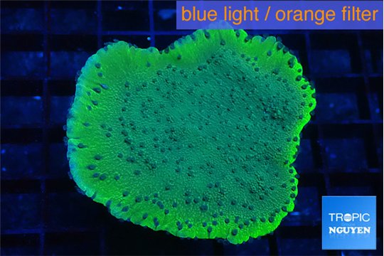 Montipora purple blue polyps 3-4 cm WYSIWYG acclimaté